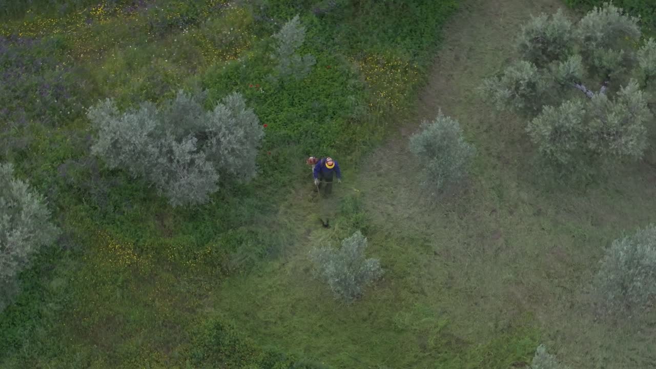 Aerial orbital drone footage of a man in blue workwear using a brushcutter in an olive grove, focusing on the freshly cut area where tall green grass has been cleared in slow, steady movements