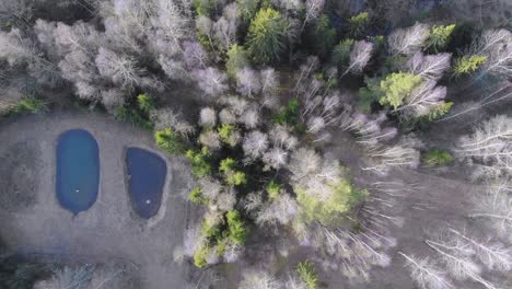 Nach-Unten-Gerichtete-Drohne,-Die-Bäume-Und-Teiche-Filmt