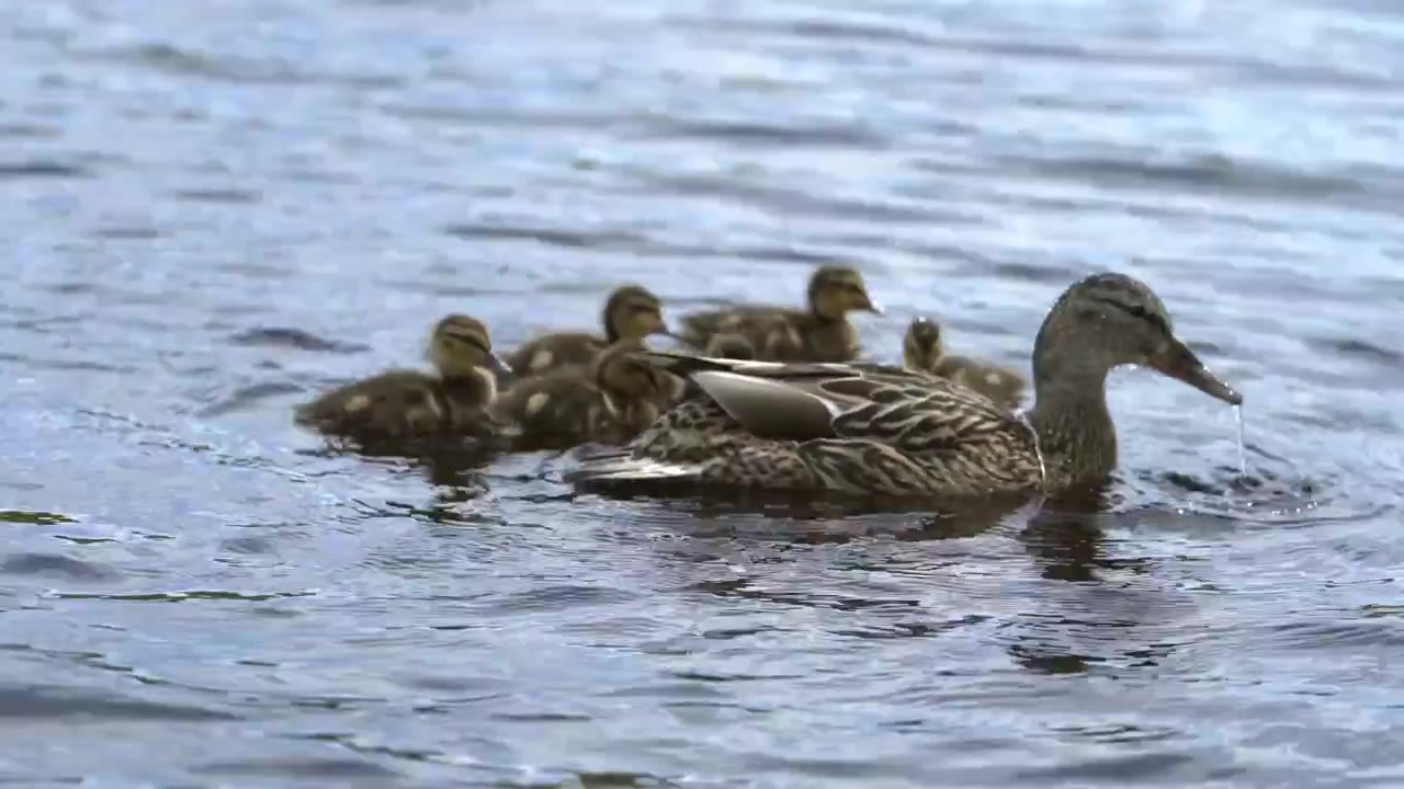 Un'anatra con i suoi anatroccoli che nuotano in acqua calma. A caccia di insetti nell'acqua