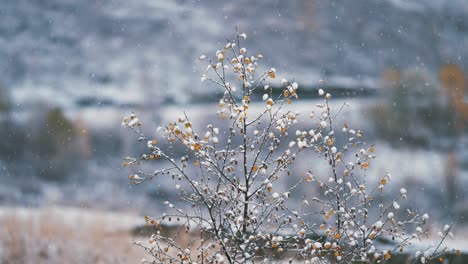 Langsam-Fällt-Der-Erste-Schnee-Auf-Die-Dünnen-äste-Der-Birke