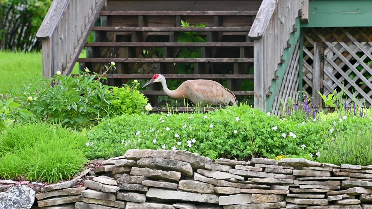 Sandhill crane walking through suburban backyard garden near wooden deck and stone border