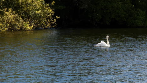 Cisne-Elegante-Nadando-Sobre-El-Agua