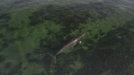 Minke-whale-swimming-in-shallow-water-in-eastern-Quebec