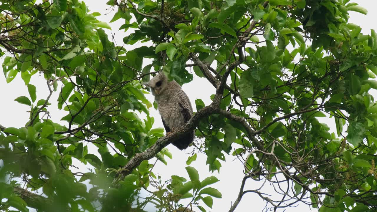 mirando hacia abajo intensamente y luego mueve su cuello mientras está posado en una rama durante una tarde ventosa, sunbird de espalda verde oliva cinnyris jugularis, tailandia