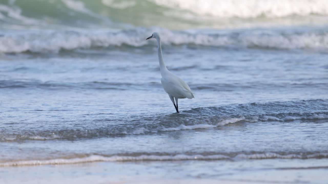 Egret walking on beach before flying away