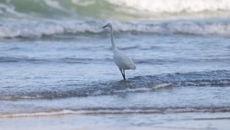 egret walking on beach before flying away