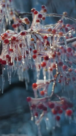 el primer plano de bayas rojas cubiertas de helada y caramelos colgando de las ramas de los árboles, enmarcados por un vibrante cielo azul de invierno, captura la delicada y serena belleza de la naturaleza durante la temporada de invierno
