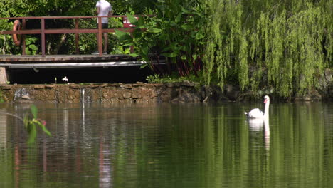 a swan swimming in the lake with visitors in the background at the singapore botanic gardens