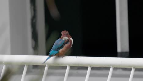 white-throated kingfisher bird resting on steel fence balcony. close-up shot