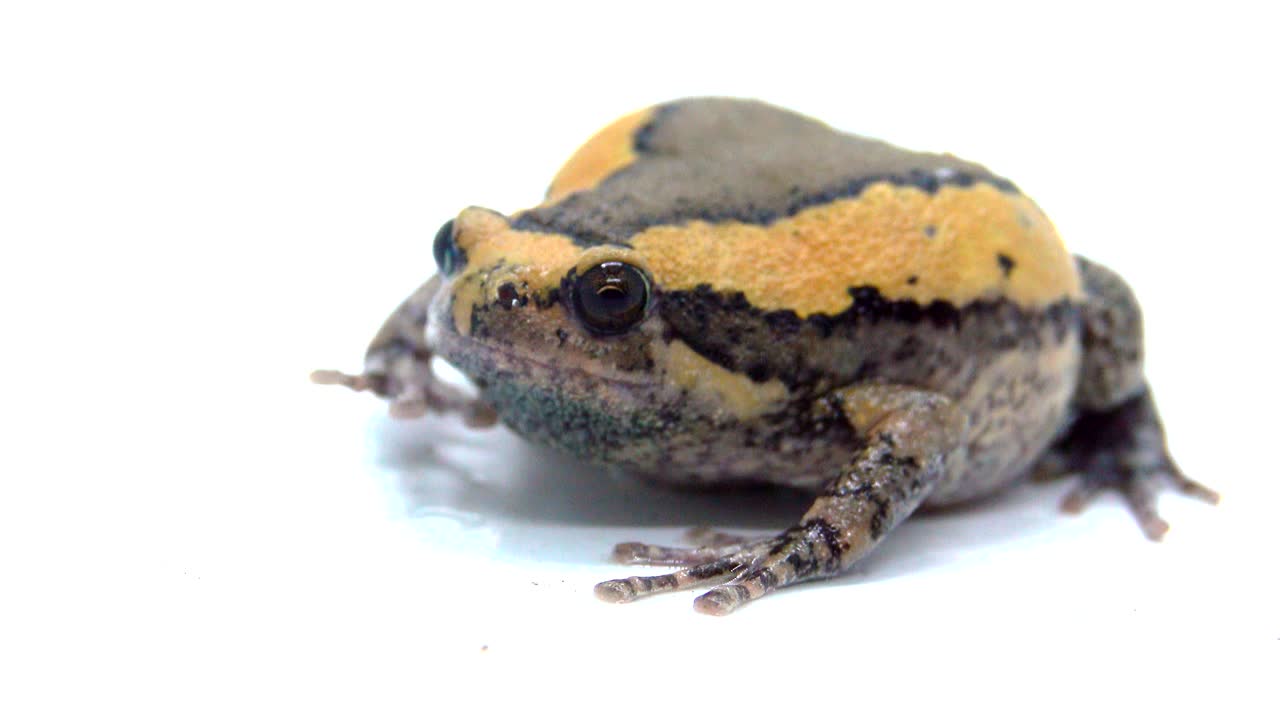 색 화면에서 줄이 있는 황소 개구리 또는 아시아 은 입 개구리