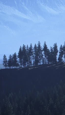 Silhouetted Trees on a Hillside