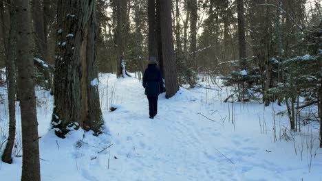 a young caucasian girl walking on winter forest trail in snow covered winter pine forest at sunny day, walk alone in frosty weather, push out gimbal shot, starting black at back, walk away from camera