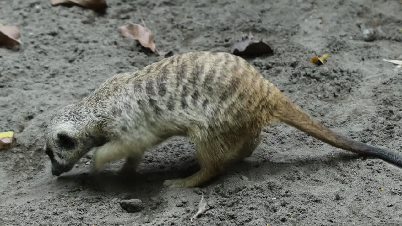 Meerkat Roaming Across Sandy Ground in Natural Habitat