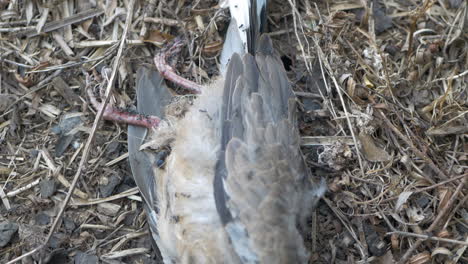 hormigas arrastrándose por todo el cadáver de un pájaro tirado en el suelo