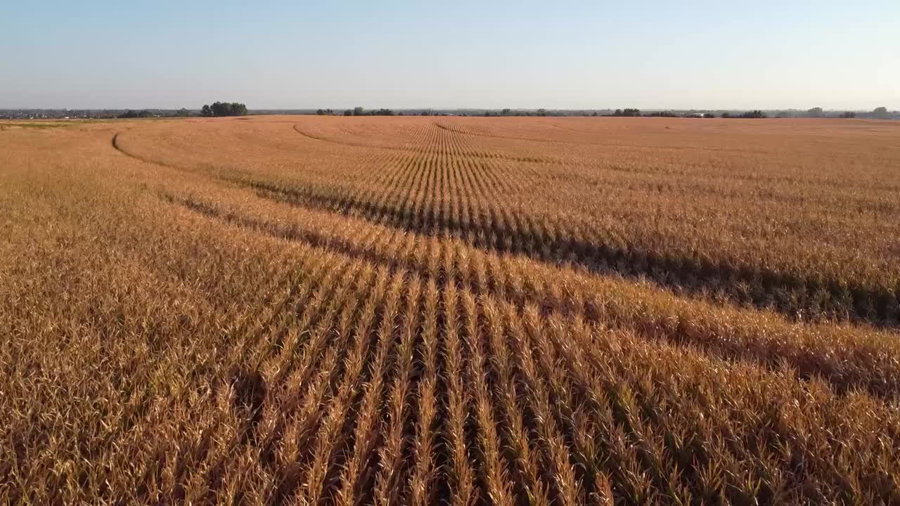 video de drones sobre el campo de maíz durante la puesta de sol en otoño