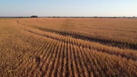 Drohnenvideo-über-Maisfeld-Bei-Sonnenuntergang-Im-Herbst