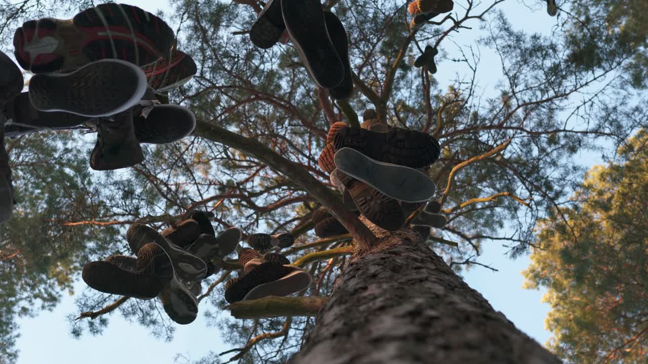 un montón de zapatos colgados de un árbol.