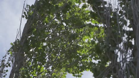 Tall-tree-violently-blown-and-moved-by-the-wind,-slow-motion