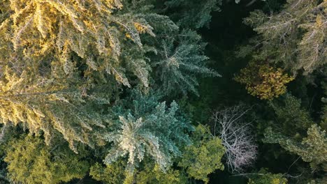 drone view flying over the tree tops looking downward on vancouver island