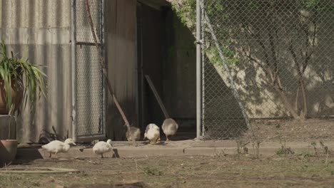 young ducks and geese in a small farm