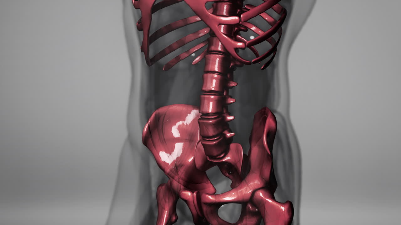 남성  ⁇  해부학의 3d 렌더링 된 의학 애니메이션