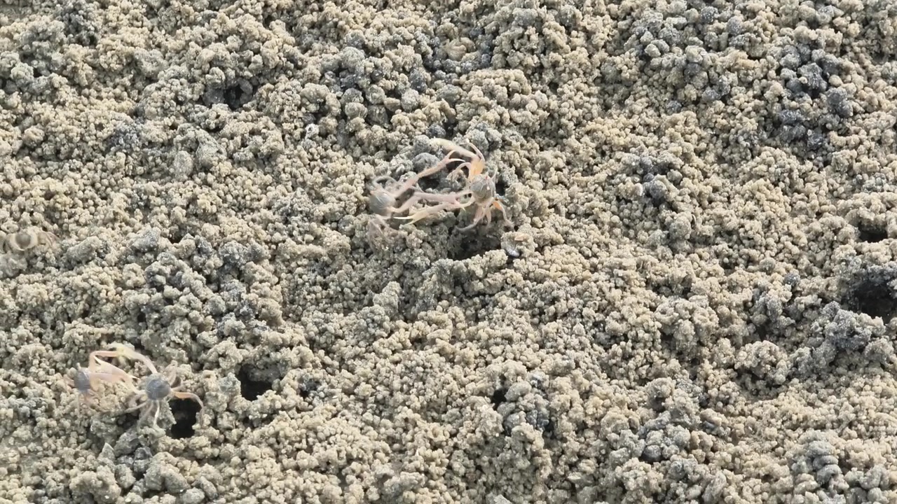 Countless tiny sand bubbler crabs emerge from their burrows. They scuttle across the beach to feed. As the high tide approaches, they quickly retreat back into their holes for safety.