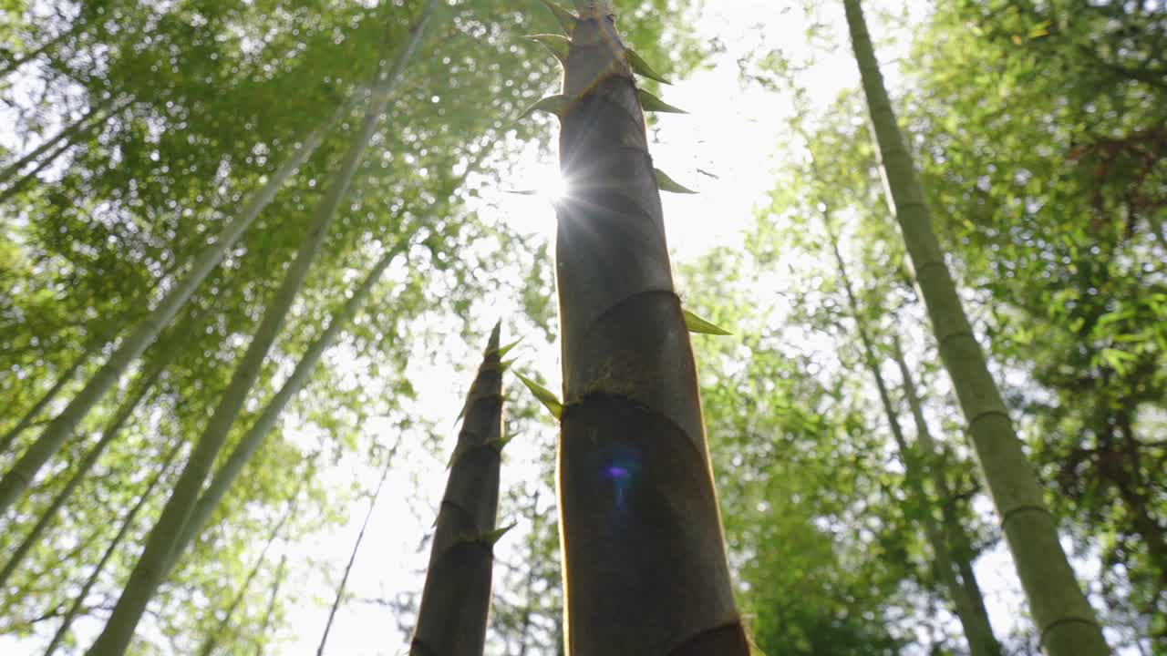 Spring has arrived, and bamboo shoots in the bamboo forest begin to grow rapidly, growing upwards and naturally