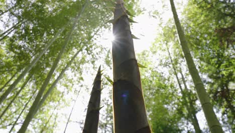 spring has arrived, and bamboo shoots in the bamboo forest begin to grow rapidly, growing upwards and naturally