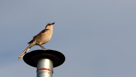 un ruiseñor de cejas de tiza posado en una chimenea al atardecer