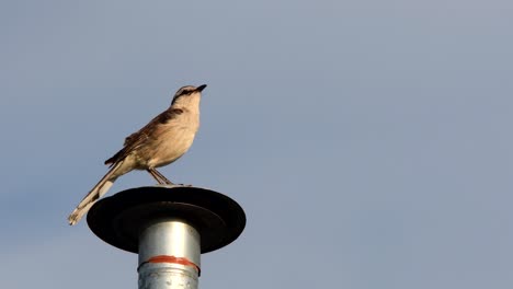 a chalk-browed mockingbird perched on a chimney at sunset