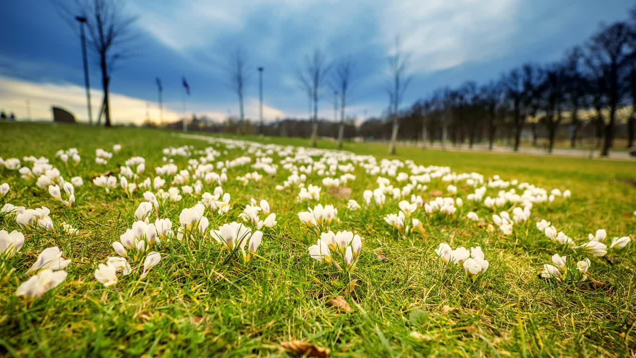 White crocuses sway in evening breeze under vivid Riga skies, sunset, timelapse