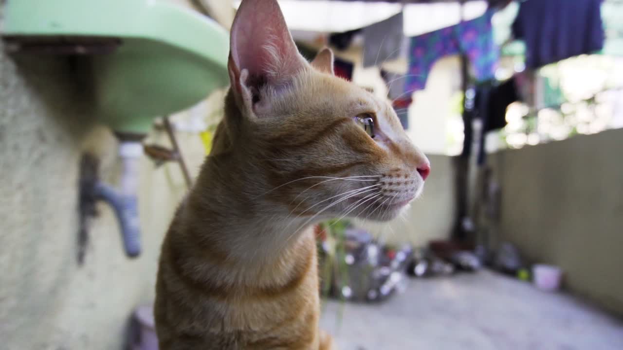 인도 일반 고양이라고도 알려진 인도 빌리 품종