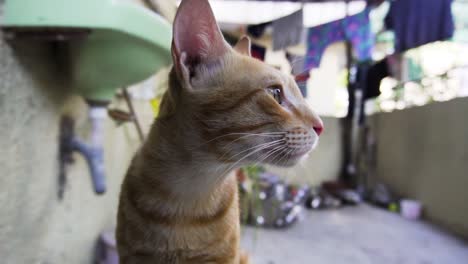 indian billi breed also known as indian common cat