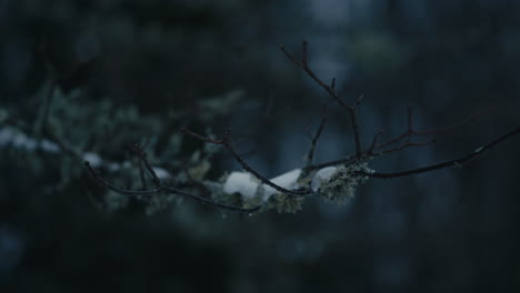 branch with lichen and snow in forest