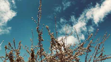 pink branches in the wind