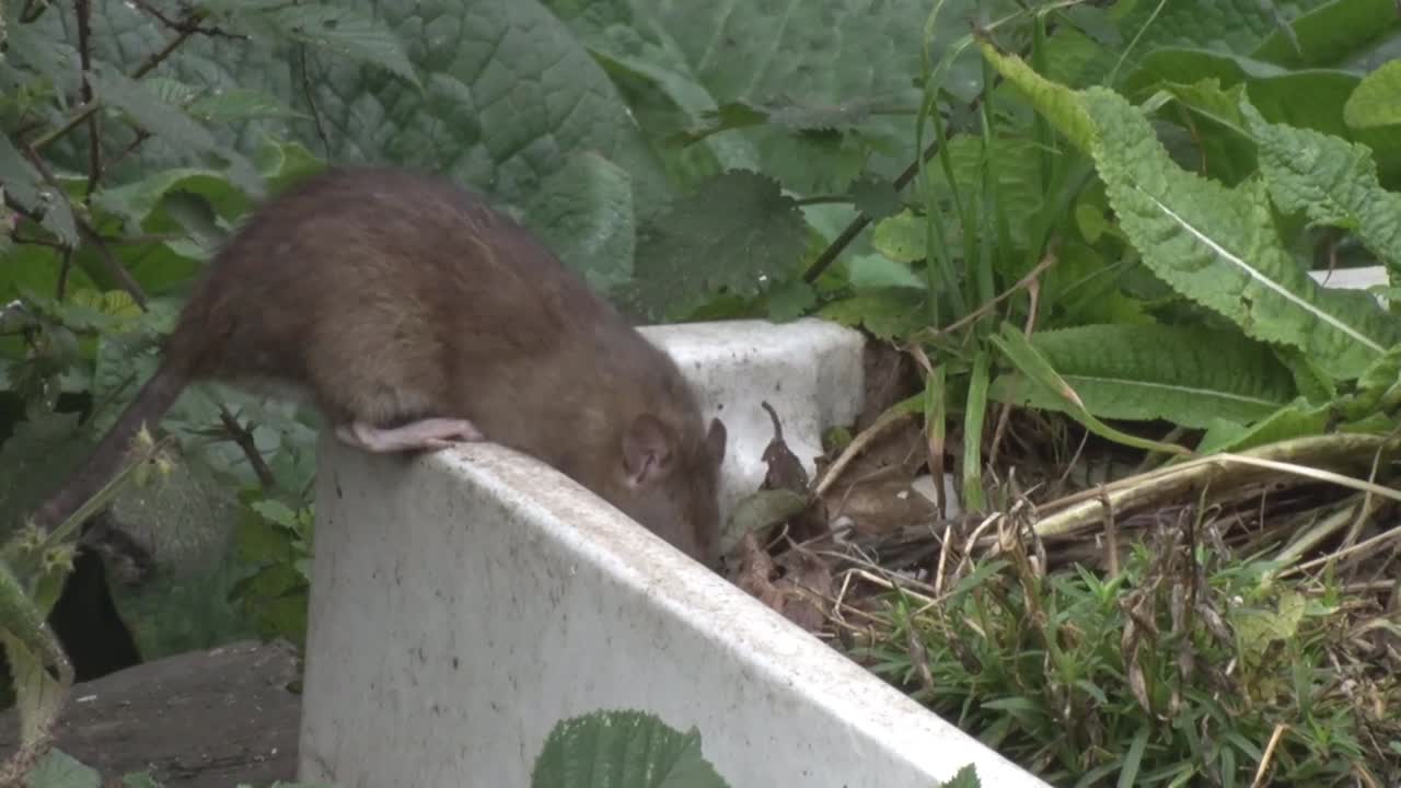 庭の鳥の餌箱から落ちた種子を食べている成体のドブネズミ