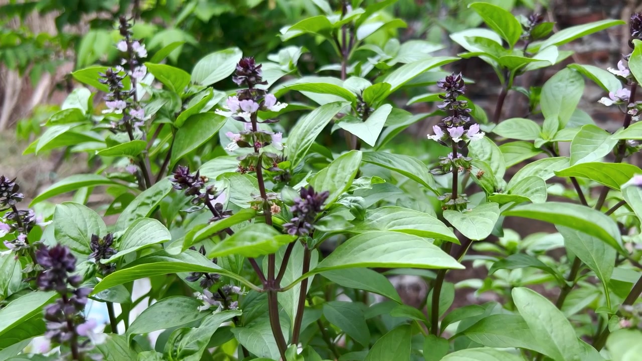 Flowering Thai Basil Plant Growing in a Garden