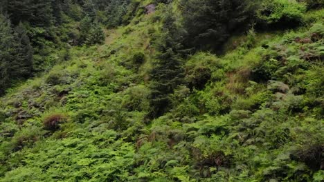 bosque deodar manali himachal - el bosque en el bosque
