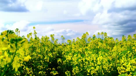 View-of-beautiful-mustard-field