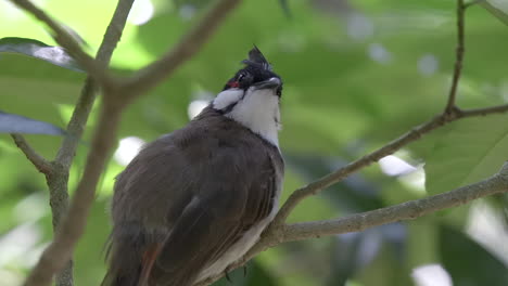 bulbul de bigotes rojos primer plano retrato 3