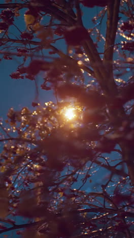 primer plano de hojas de otoño heladas y bayas rojas cubiertas de hielo, hermosamente iluminadas por el reflejo de la luz dorada, contra un fondo suave y brillante