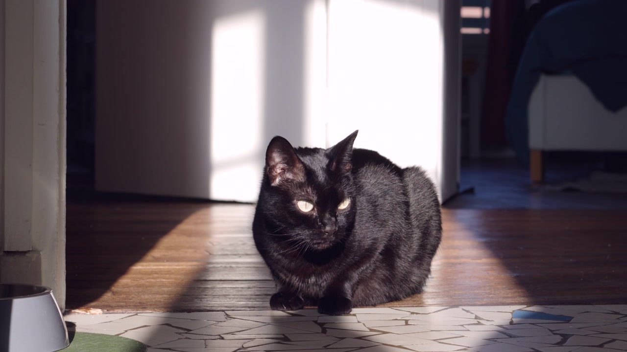Un gatto nero sdraiato comodamente sul pavimento, che si crogiola in un caldo raggio di sole che filtra dalla finestra. Il gatto è completamente rilassato, godendosi il momento di pace e il calore del sole