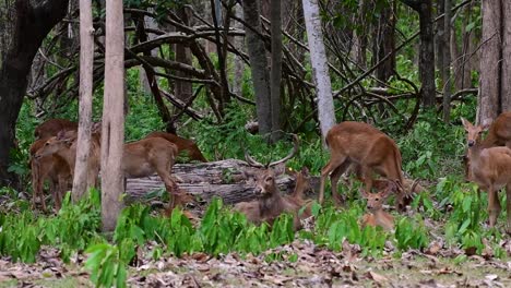 The-Eld's-Deer-is-an-Endangered-species-due-to-habitat-loss-and-hunting