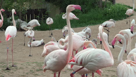 Flock of Greater Flamingos in captivity at zoo exhibit, Budapest, Hungary