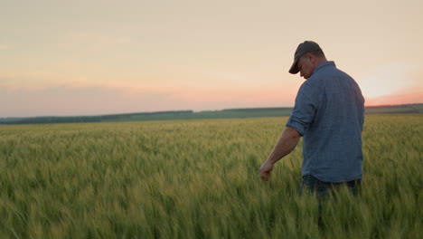 Alone-Farmer-in-a-field-of-wheat,-touches-the-ears-with-his-hand.-Rear-view