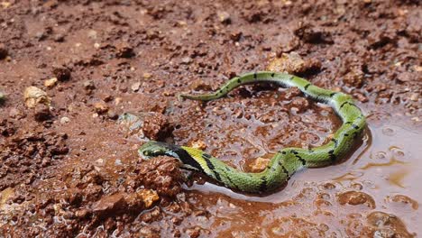 the indian grass snake or green keelback , is a non-venomous species of snake, with its beautiful patterned skin, found in parts of asia - known as gavtya snake in most parts of india