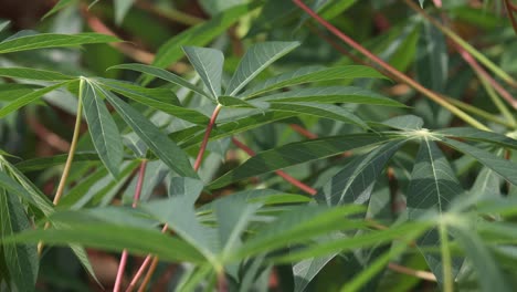 4K-Close-up-of-Crops-Growing-in-Farm-Field-with-Bright-greens-in-Thailand