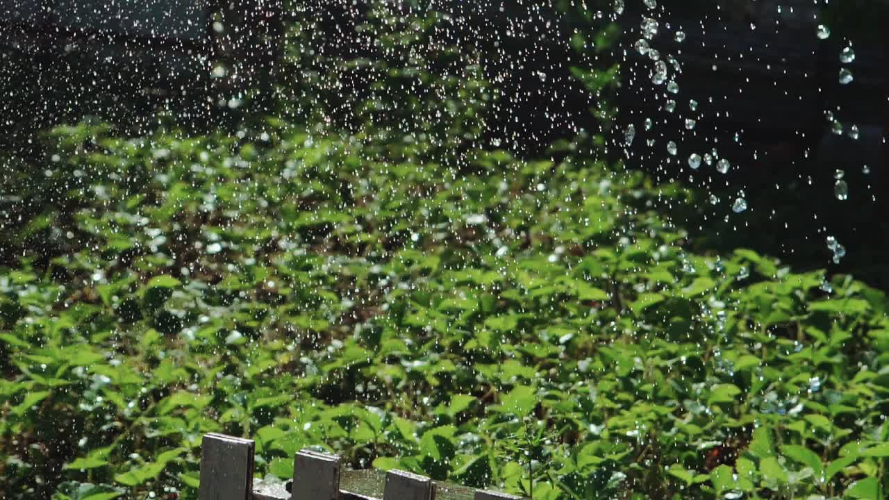 A strong jet of water turning into small droplets falls on the vegetable garden and a wooden fence near. Watering plants.