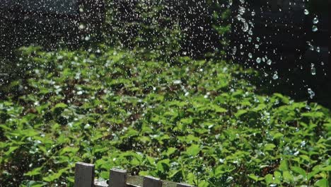 a strong jet of water turning into small droplets falls on the vegetable garden and a wooden fence near. watering plants.