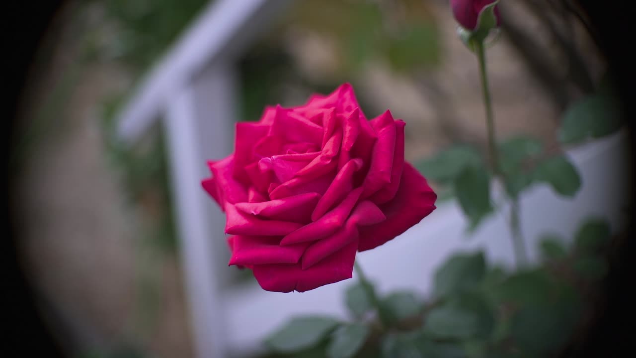 Ekstremt nærbillede af en rød rose med sløret baggrund
